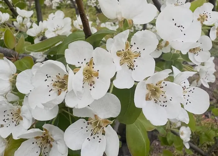 Aires Del Ambroz Apartmán Casas del Monte